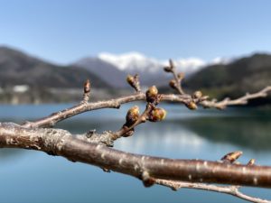 3月の赤谷湖畔の桜のツボミ