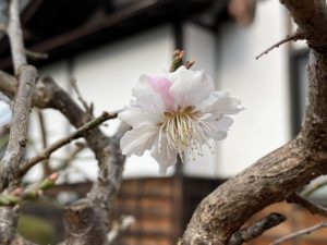 ラウンジ前の梅の花