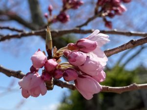 4月のサカサザクラ