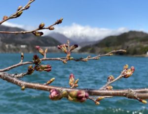 赤谷湖の桜のツボミ