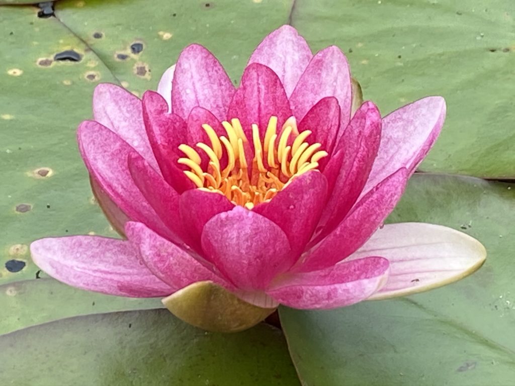 池に咲いた蓮の花